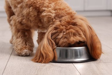 Evdeki yemek kasesinden hayvan maması yiyen sevimli köpek, yakın plan.
