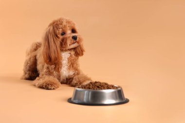Kuru hayvan mamasıyla beslenme kabı ve bej arka planda sevimli bir köpek. Metin için boşluk