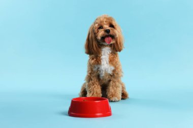 Kuru hayvan mamasıyla beslenme kabı ve açık mavi arka planda sevimli bir köpek.