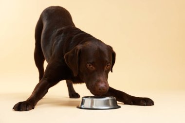 Sevimli köpek bej arka planda boş kasenin yanında evcil hayvan yemeği bekliyor.