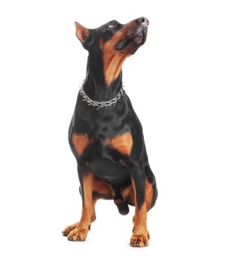 Beyaz arka planda oturan sevimli Doberman. Evcil hayvan