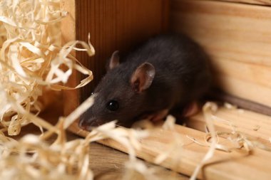 Ahşap sandıktaki gri sıçan ve masadaki talaş, yakın plan. Haşere kontrolü