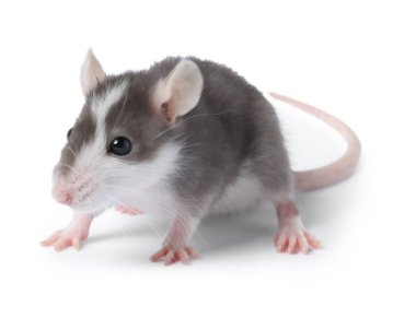 Beyaz arka planda küçük bir fare. Sevimli hayvan.