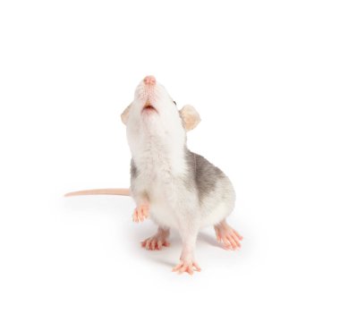 Beyaz arka planda şirin bir fare. Küçük hayvan.