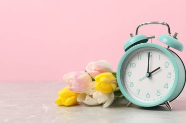 Bahar geldi. Alarm saati ve gri mermer masadaki güzel laleler pembe arkaplan, metin için boşluk
