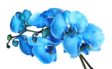 Güzel mavi orkide çiçeği beyaza izole edilmiş.