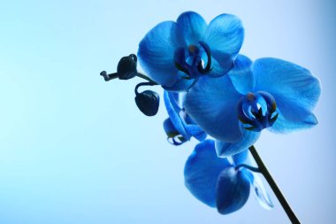 Renkli arka planda güzel mavi orkide çiçeği, yakın plan. Metin için boşluk