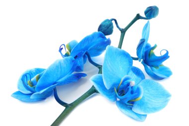 Güzel mavi orkide çiçeği beyaza izole edilmiş.