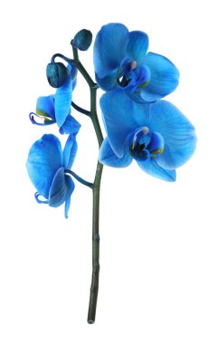 Güzel mavi orkide çiçeği beyaza izole edilmiş.