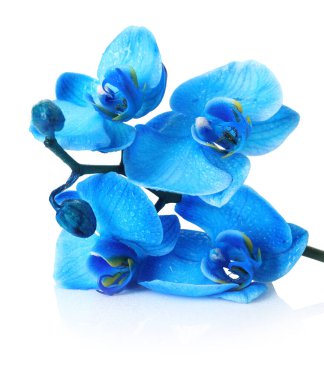 Güzel mavi orkide çiçeği beyaza izole edilmiş.