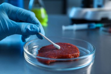 GDO konsepti. Laboratuvarda, laboratuvarda çubuk ve et parçasıyla çalışan bir bilim adamı.