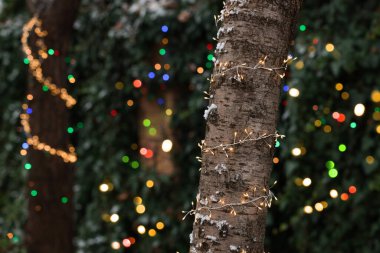 Noel ışıklarıyla süslenmiş ağaç gövdeleri, yakın plan. Metin için boşluk