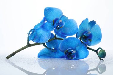 Ayna yüzeyinde güzel mavi orkide çiçekleri beyaz arkaplanda