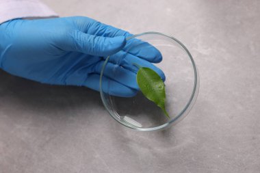 Biyokimya. Gri masada bitkiyle çalışan bilim adamı, yakın plan.