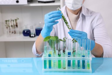 Biyokimya. Bilim adamı mavi masadaki bitkilerle laboratuarda çalışıyor, yakın plan.