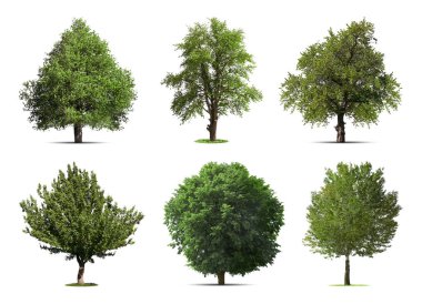 Beyaz üzerine izole edilmiş farklı ağaçlar.