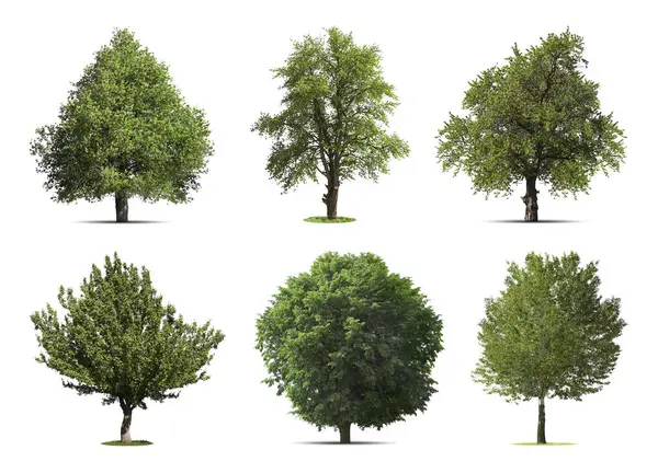 Beyaz üzerine izole edilmiş farklı ağaçlar.