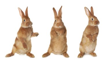 Beyaz arka planda sevimli pofuduk tavşan, hazır.