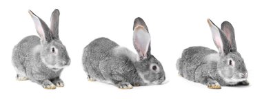 Beyaz arka planda şirin gri tavşan, hazır.