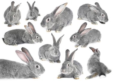 Beyaz arka planda şirin gri tavşan, kolaj. Farklı taraflardan görünümler