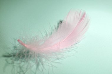 Hafif turkuaz arka planda tüylü pembe tüy, yakın plan.