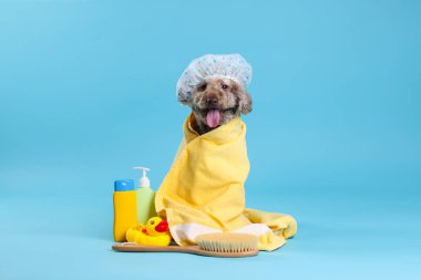 Duş boneli şirin köpek ve açık mavi arka planda diğer banyo aksesuarları.