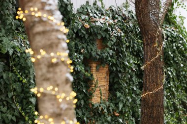 Noel ışıklarıyla süslenmiş ağaç gövdeleri ve tırmanma tesisi.