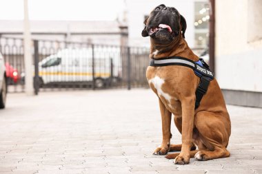 Şehir caddesinde oturan yelekli sevimli servis köpeği. Metin için boşluk