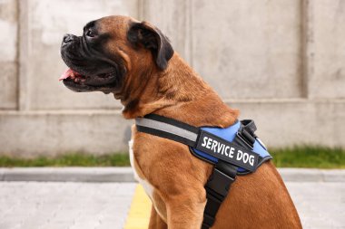 Şehir caddesinde yelek giymiş şirin servis köpeği.