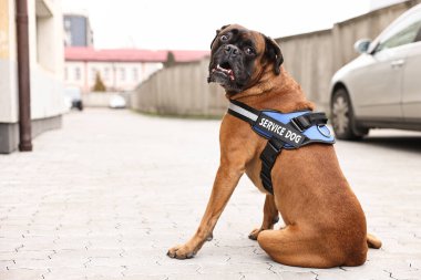Şehir caddesinde oturan yelekli sevimli servis köpeği. Metin için boşluk
