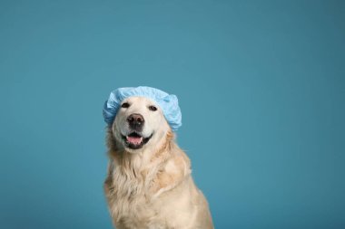 Açık mavi arka planda duş bonesi takmış şirin bir köpek. Metin için boşluk