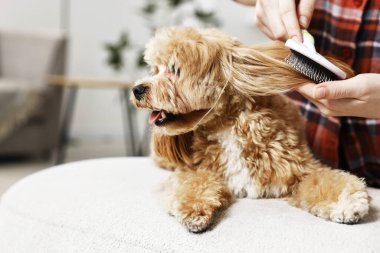Kapalı mekanda köpek kılı fırçalayan kadın, yakın plan. Hayvan bakımı.