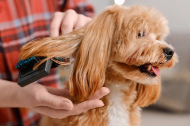 Köpeğin saçını içeride tarayan kadın, yakın plan. Hayvan bakımı.