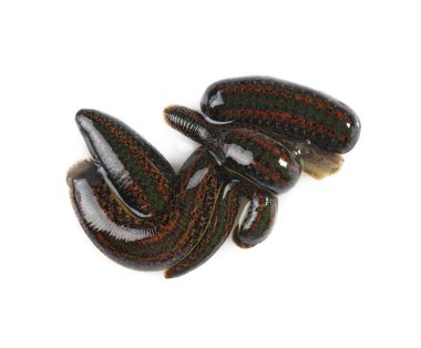 Tıbbi sülükler beyaza izole edilmiş, üst görünüm