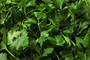 Arka plan olarak taze maydanoz yaprakları, yakın görünüm