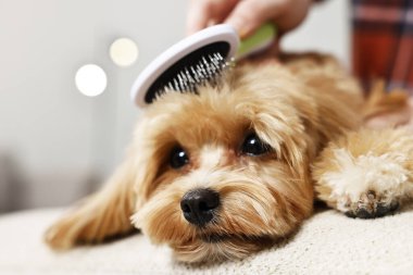 Arka planda köpeğinin saçını tarayan kadın, yakın plan. Hayvan bakımı.