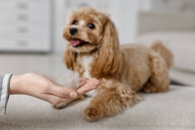Evcil hayvan tüyü ve sevimli bir köpek, seçici bir odak.