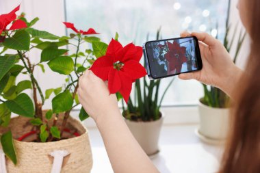 Pencere pervazındaki akıllı telefondan ev bitkisi tanıma uygulaması kullanan bir kadın.