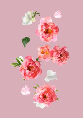 Pembe arka plana düşen güzel taze çiçekler