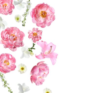 Beyaz arka plana düşen güzel taze çiçekler