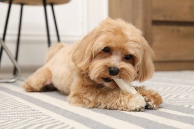 Evde yerde kemikleri çiğnenmiş şirin bir köpek.
