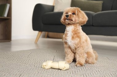Evde yerde kemikleri çiğnenmiş şirin bir köpek, mesaj için yer var.