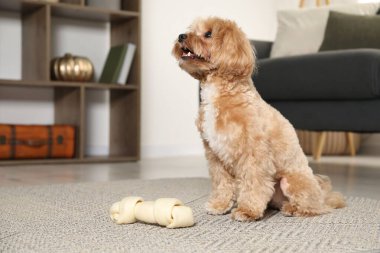 Evde yerde kemikleri çiğnenmiş şirin bir köpek, mesaj için yer var.