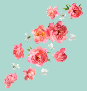 Turkuaz arka planda düşen güzel taze çiçekler