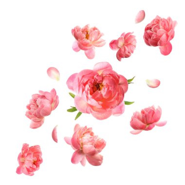 Beyaz arka plana düşen güzel taze çiçekler