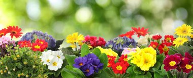 Bahçıvanlık. Güzel çiçek açan açık havada, afiş tasarımı