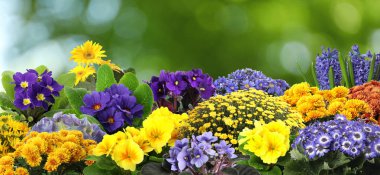 Bahçıvanlık. Güzel çiçek açan açık havada, afiş tasarımı