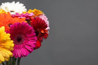 Gri arka planda bir buket güzel Gerbera çiçeği, yakın plan. Metin için boşluk