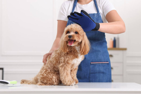 Woman brushing cute Maltipoo dog with grooming glove indoors, closeup