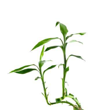 Beautiful green bamboo stems isolated on white